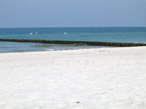 Sogar Schwäne haben an der Ostsee Urlaub gemacht!