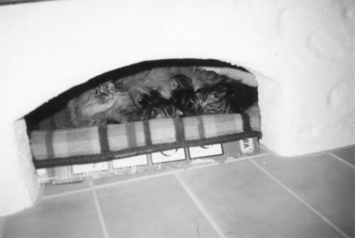 Die Katzenmama mit ihren Kindern unterm Kamin