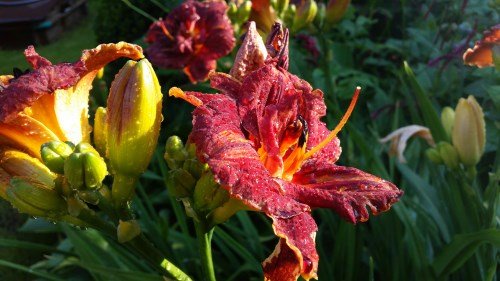 Blumenfoto: Abendsonne auf Regentropfen