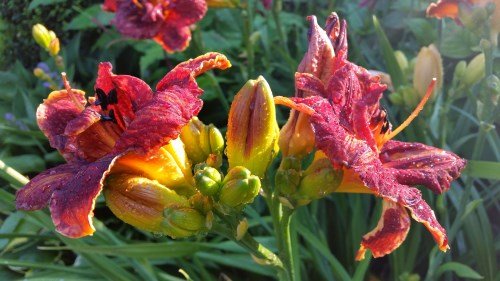 Blumenfoto: Abendsonne auf Regentropfen