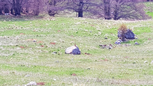 Ein Erdmännchen - auf dem Weg zum Gipfel vom Monte Altissimo