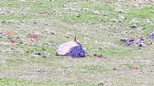 Ein Erdmännchen - auf dem Weg zum Gipfel vom Monte Altissimo