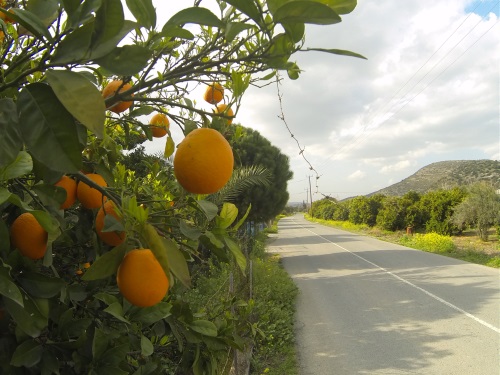 Saftige Orangen direkt an der Straße
